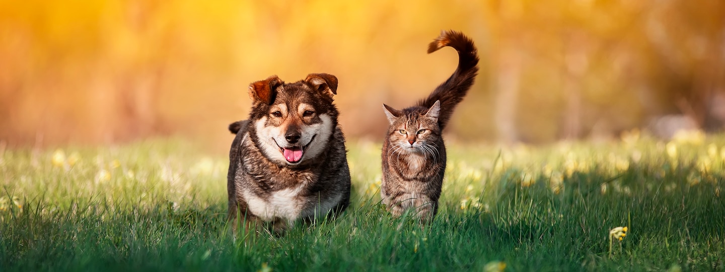 Senior dog and cat walking side by side